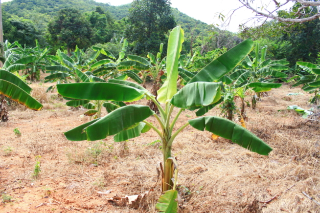 Bananenpflanze Standort
