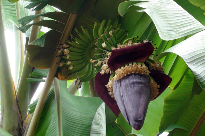Bananenpflanze giftig