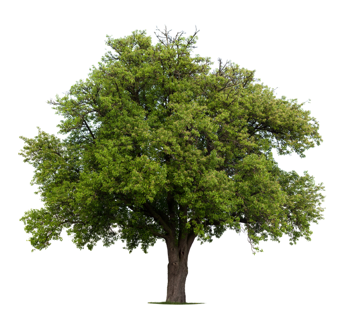 Birnbaum blüht nicht