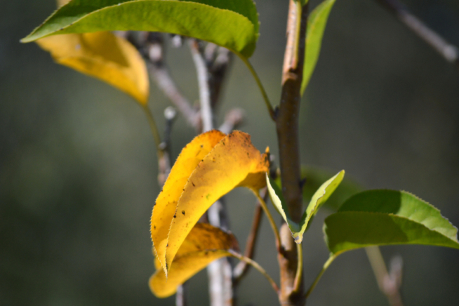 Birnbaum gelbe Blätter