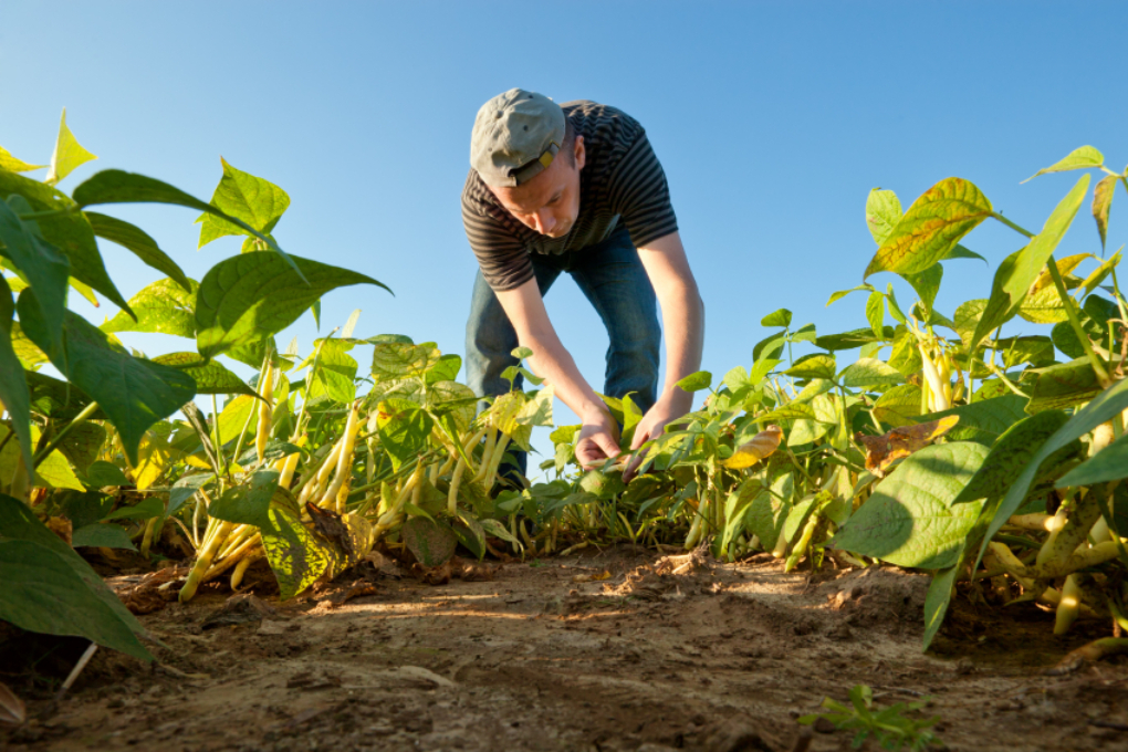 Buschbohnen Buschbohnen im Garten » Ein Überblick