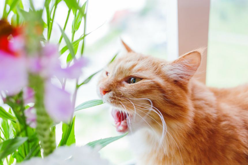 Ist Die Calla Giftig Für Katzen