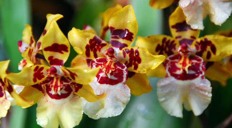 Cambria Orchidee zum Blühen anregen