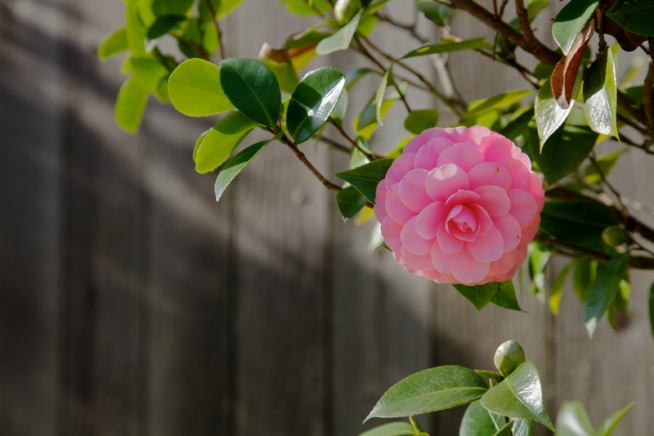 Camellia japonica Anforderungen