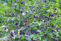 Dicht belaubte Chilipflanze mit zahlreichen kleinen violetten Früchten zwischen grünen, glatten Blättern