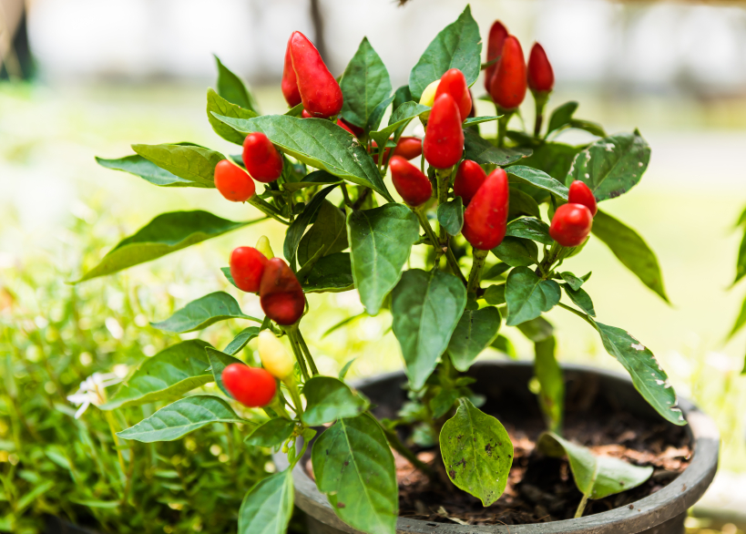 Chili als Zimmerpflanze » Welche Sorten eignen sich?