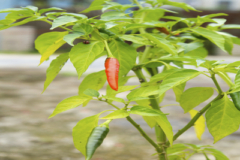 Chili gelbe Blätter