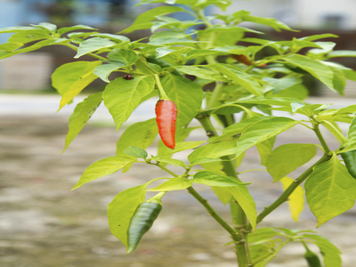 Chili gelbe Blätter