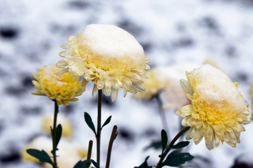 Chrysanthemen im Winter