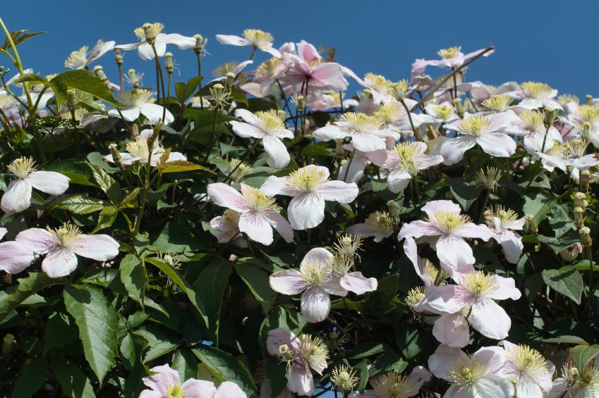 Clematis Hecke