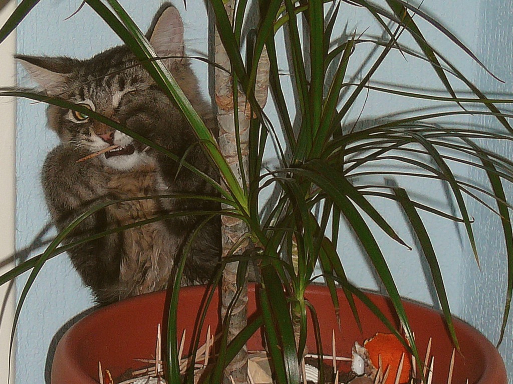 Bohnenpflanze Giftig Für Katzen