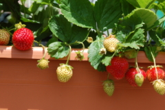 Erdbeeren Balkon