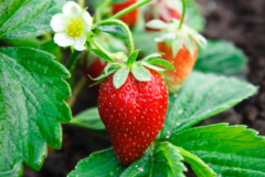 Erdbeeren Boden