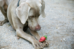Erdbeeren Hund
