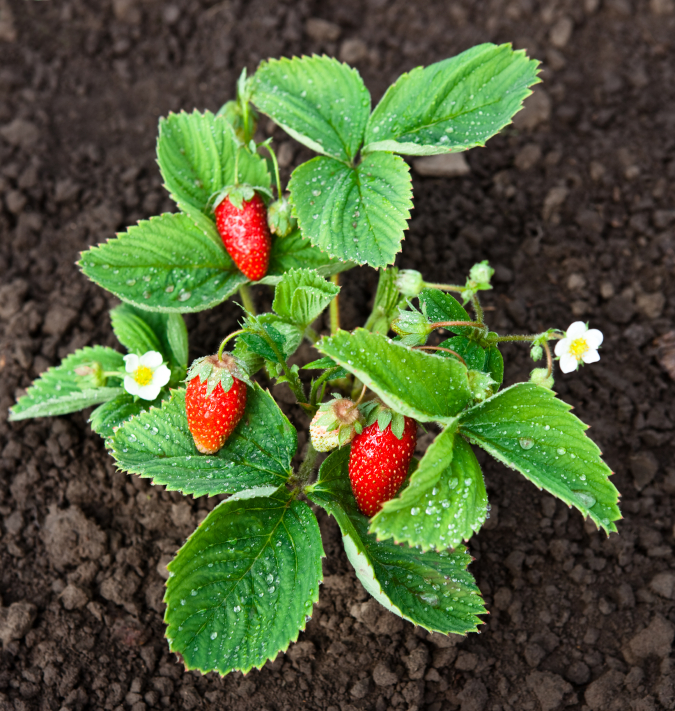 Erdbeeren im Garten
