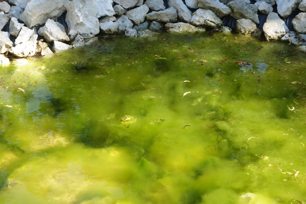 Цветет вода что делать. Цветение воды. Сине-зеленые водоросли в пруду. Зеленые водоросли в ручье. Сине зеленые водоросли в озере.