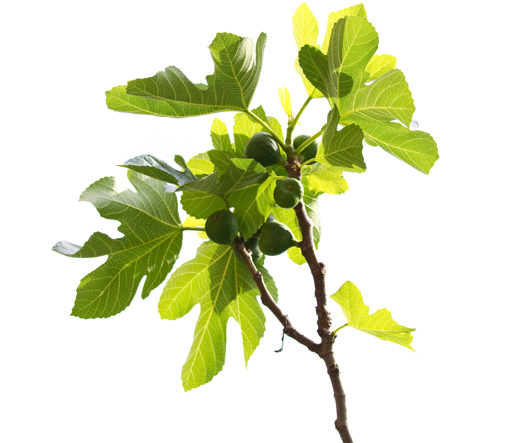 Feigenbaum Zimmerpflanze