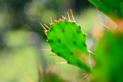 Kaktusfeige vermehren