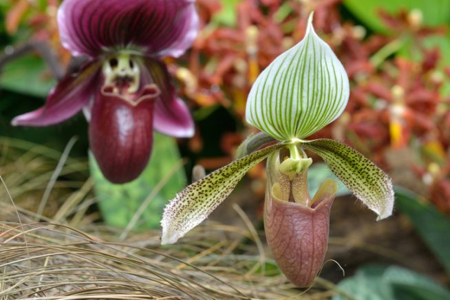 Frauenschuh Orchidee Cypripedium