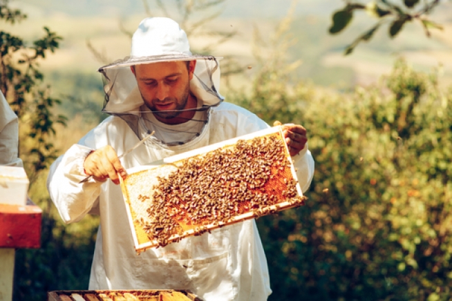 Bienen Futtersaft