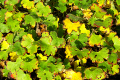 Pelargonie gelbe Blätter