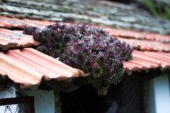 Sempervivum auf Dachziegel pflanzen