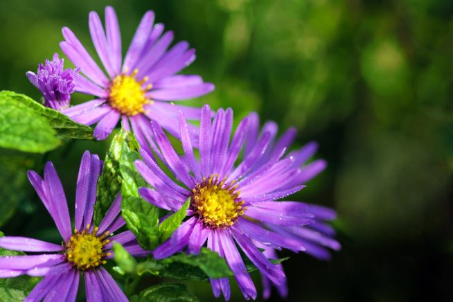 Aster Herbst