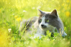 Hibiskus giftig für Katzen