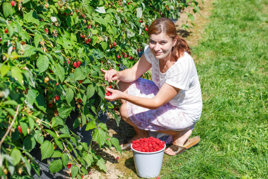 Himbeeren pflücken » Tipps & Tricks zur Ernte