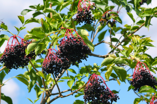 Holunderbeeren » Ernten und verarbeiten