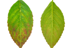 Hydrangea braune Blätter