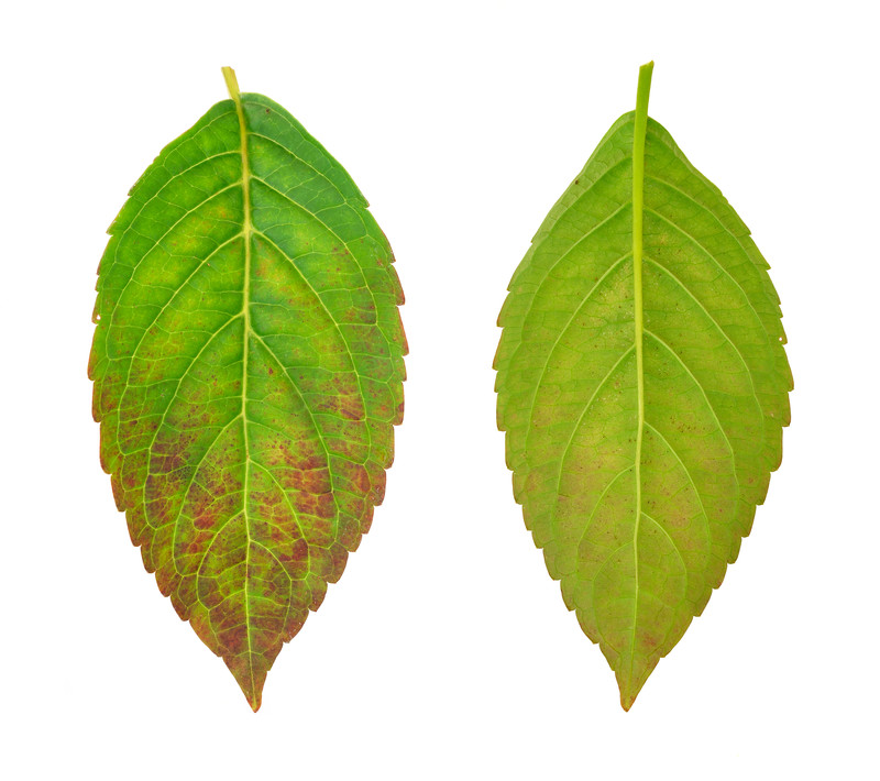 Hydrangea braune Blätter