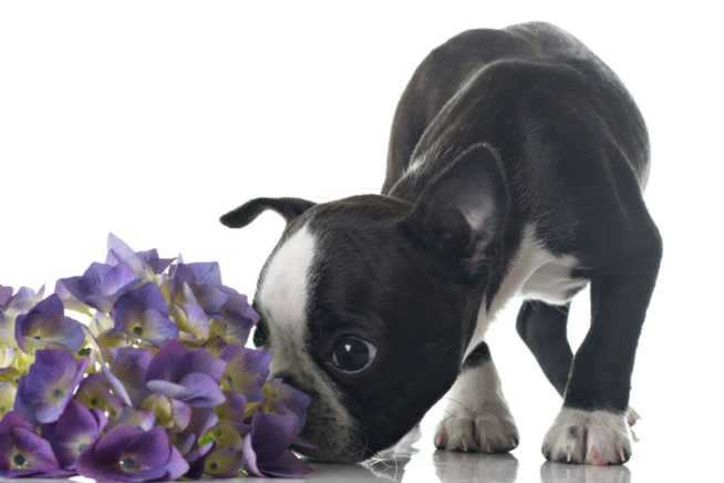 Hydrangea giftig für Hunde