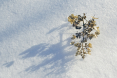 Hydrangea im Winter