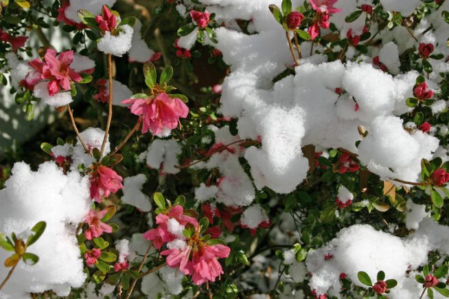 Japanische Azalee Winter