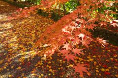 Japanischer Ahorn wirft Blätter ab