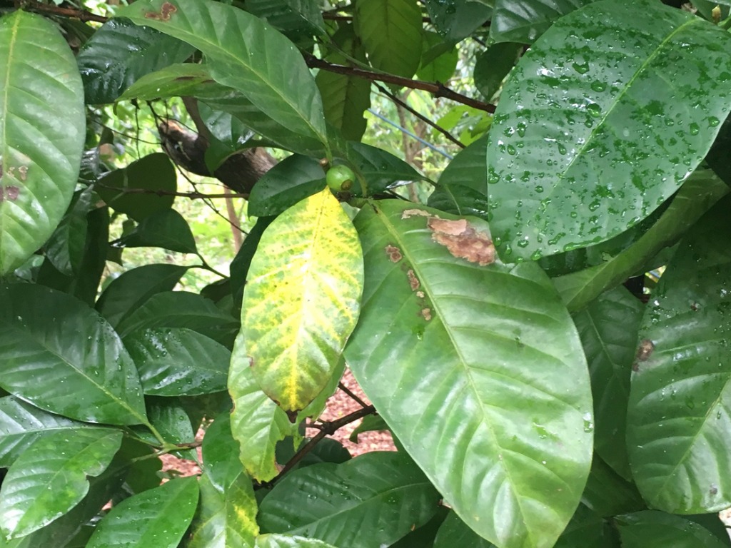 Kaffeepflanze wird gelb