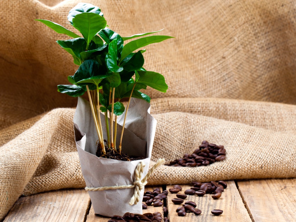 Kaffeepflanze Haustiere