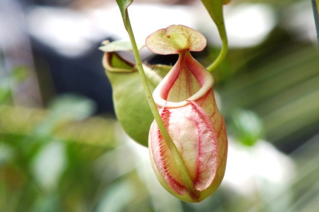 Nepenthes Blüte