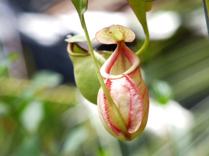 Nepenthes Blüte