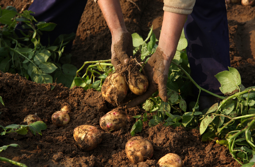 Kartoffeln anbauen » Sorten, Erntezeit & mehr