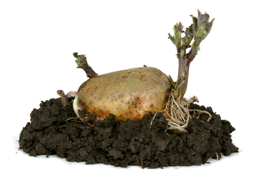 Kartoffeln pflanzen » Antworten auf alle Fragen