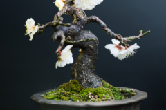 Kirschbaum Bonsai
