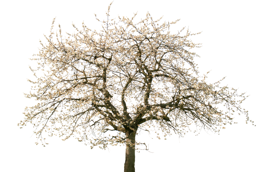 Kirschbaum Größe