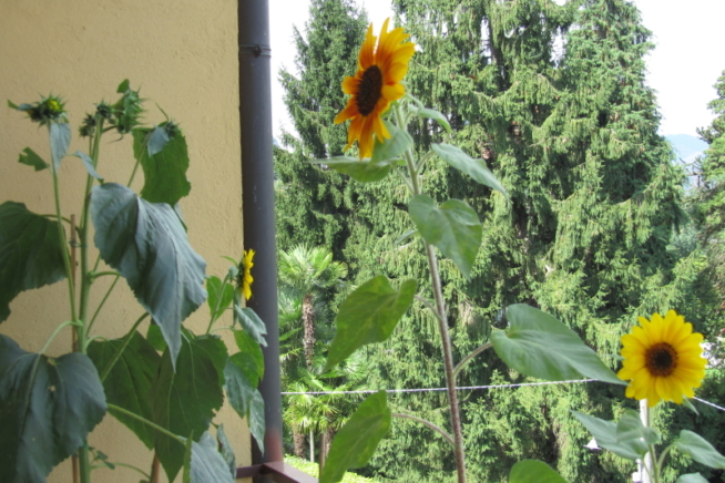 Sonnenblume auf Balkon