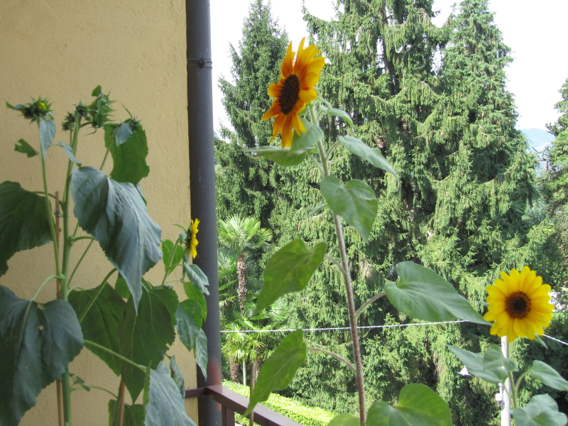 Sonnenblume auf Balkon