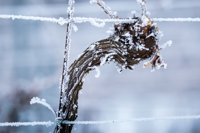Kletterobst im Winter