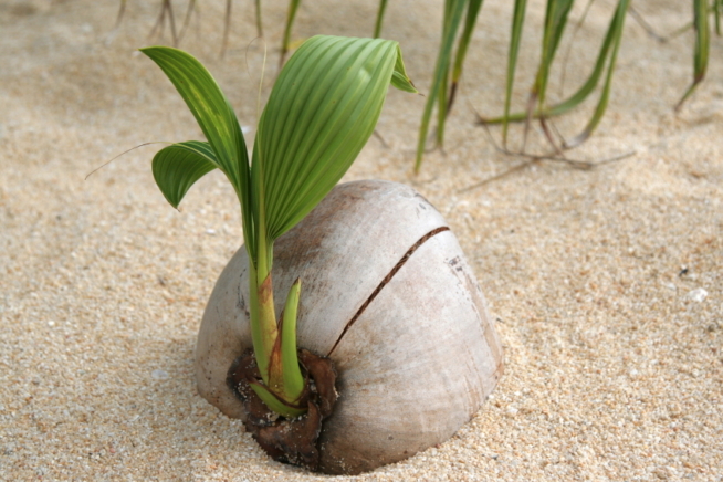 Kokosnuss pflanzen