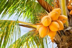 Kokospalme Zimmerpflanze