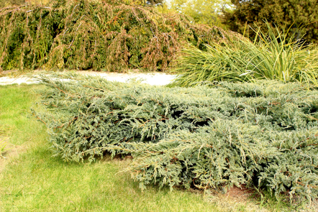 Juniperus horizontalis vermehren